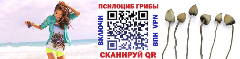 Купить где  Белебей  Псилоцибиновые грибы мицелий 